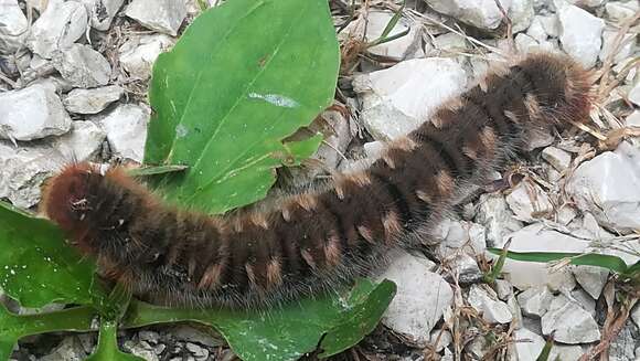 Image of oak eggar