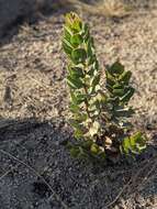 Image of pinkbracted manzanita