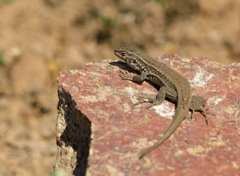 Image of Black-green Tree Iguana