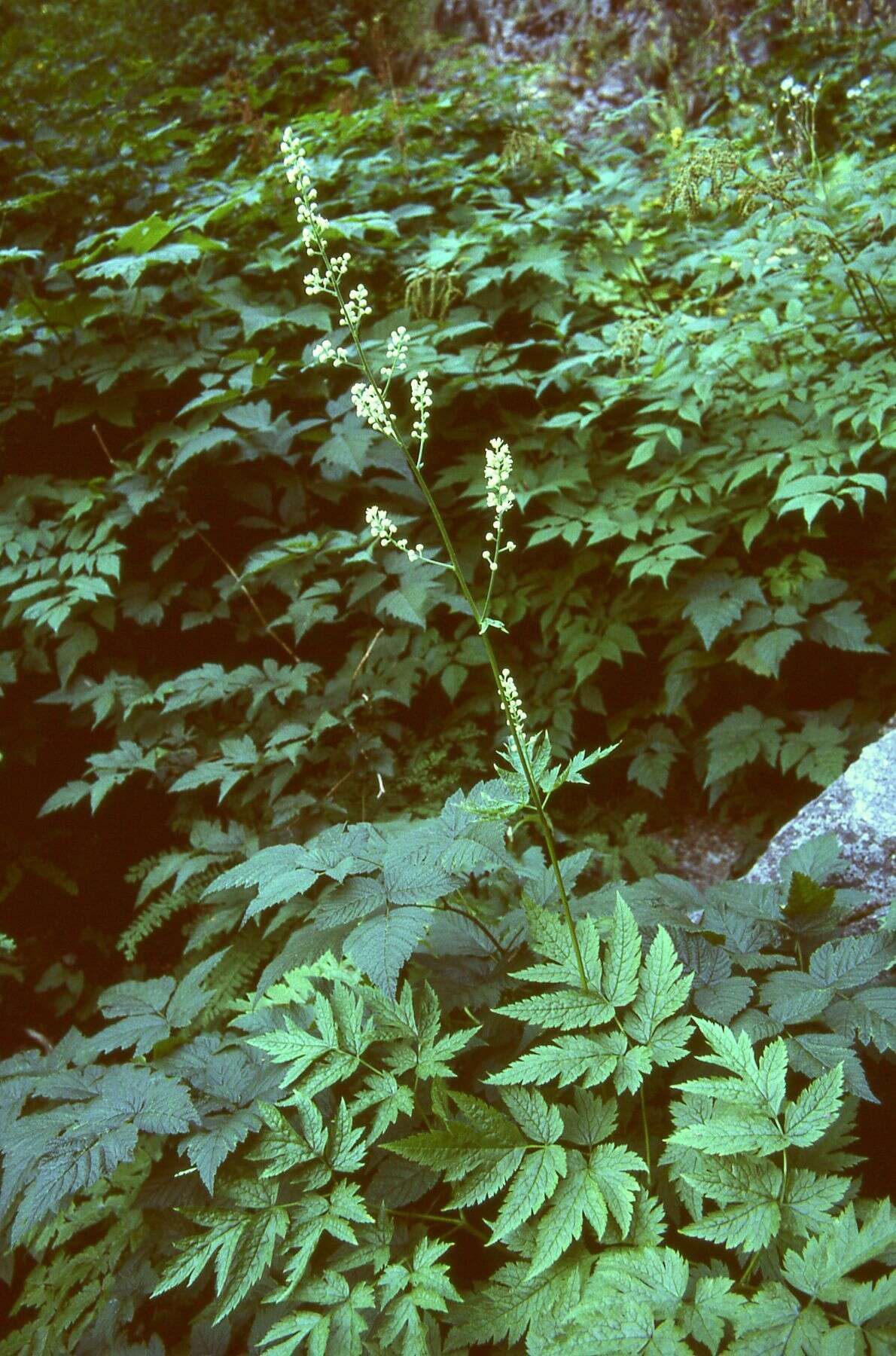 Image de Actaea laciniata (S. Wats.) J. Compton