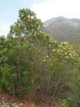 Imagem de Vauquelinia corymbosa Correa ex Humb. & Bonpl.