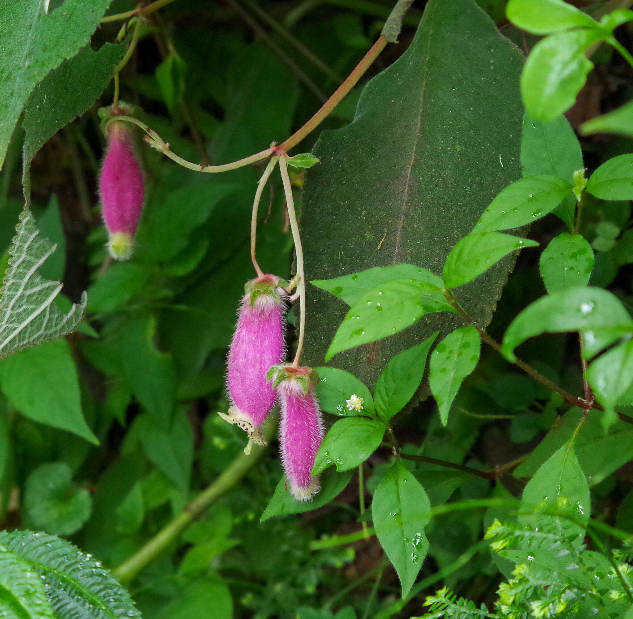 Imagem de Kohleria affinis (Fritsch) Roalson & Boggan