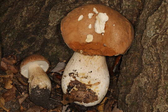 Sivun Boletus nobilissimus Both & R. Riedel 2000 kuva