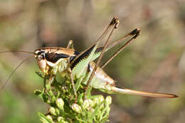 Image of Parapholidoptera noxia (Ramme 1930)