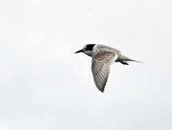 Image of Antarctic Tern