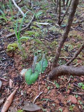 Слика од Holothrix villosa Lindl.