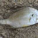 Image of Blue-checked javelinfish