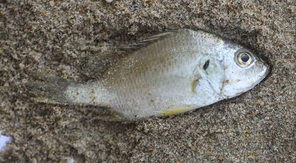 Image of Blue-checked javelinfish