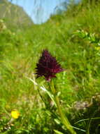 Gymnadenia austriaca var. gallica (E. Breiner & R. Breiner) P. Delforge resmi