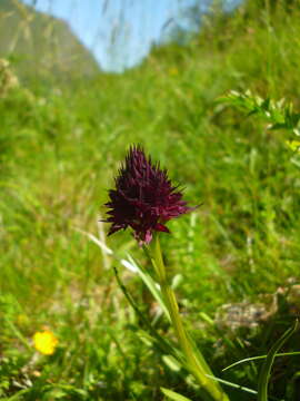 Image of Gymnadenia austriaca var. gallica (E. Breiner & R. Breiner) P. Delforge