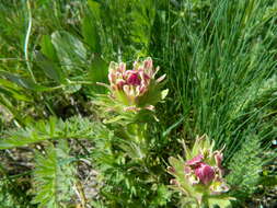 Image of Cusick's Indian paintbrush