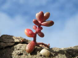 Image of White Stonecrop