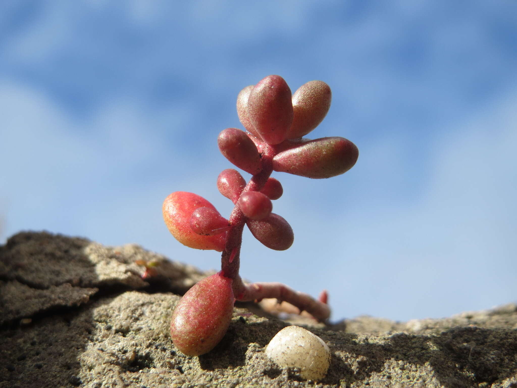 Image of White Stonecrop