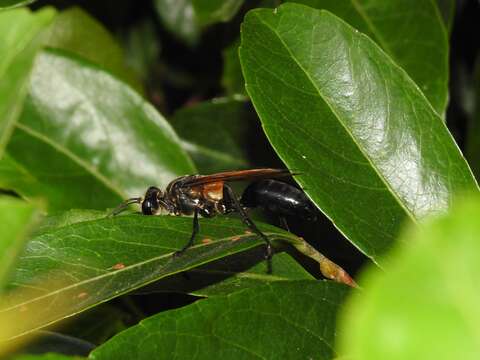 Image of Sphex diabolicus F. Smith 1858