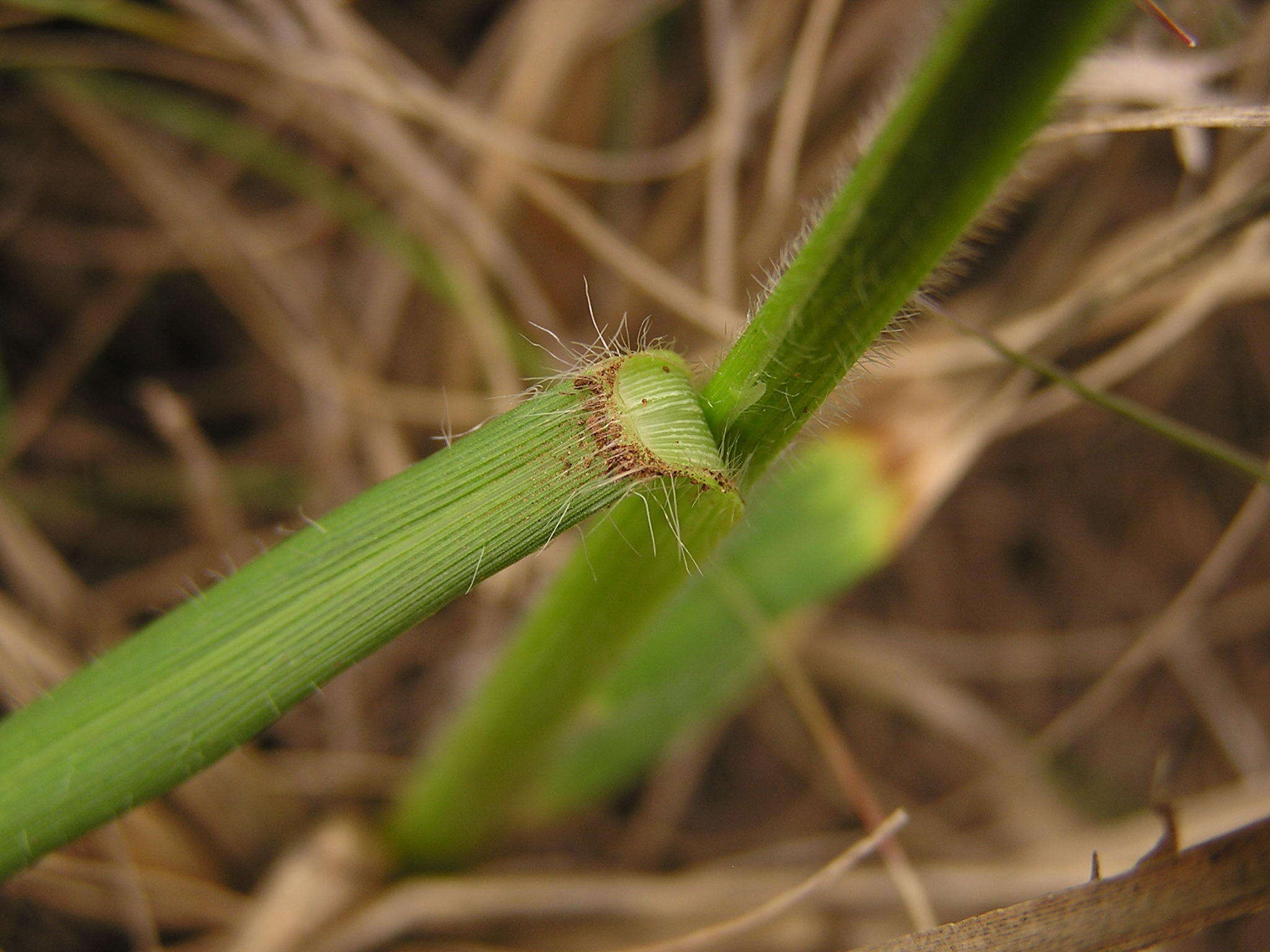 Image of Black-seed grass