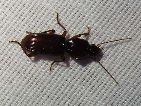 Image of Stenomorphus californicus rufipes Le Conte 1858