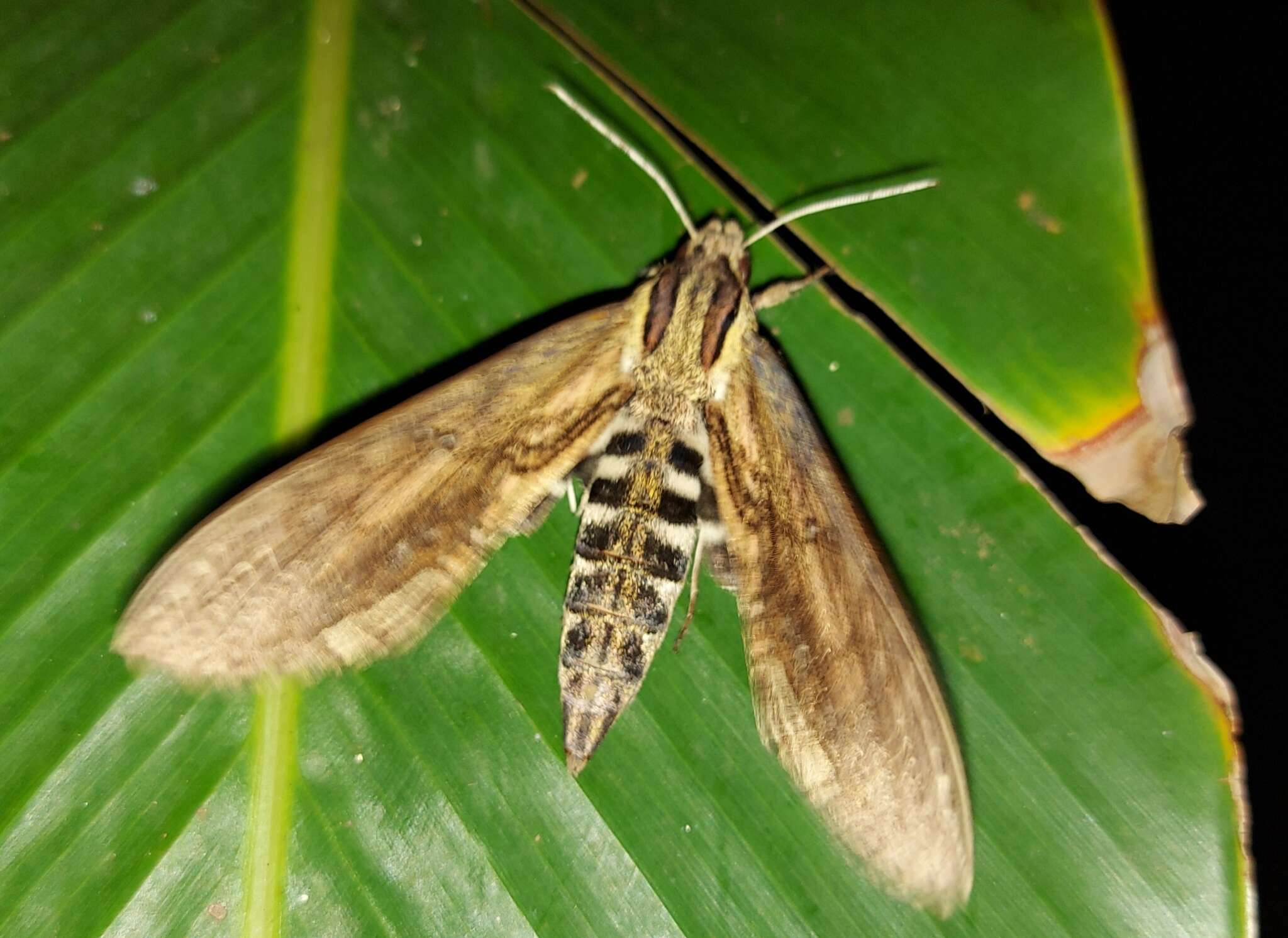 Image of Lintneria merops (Boisduval 1870)