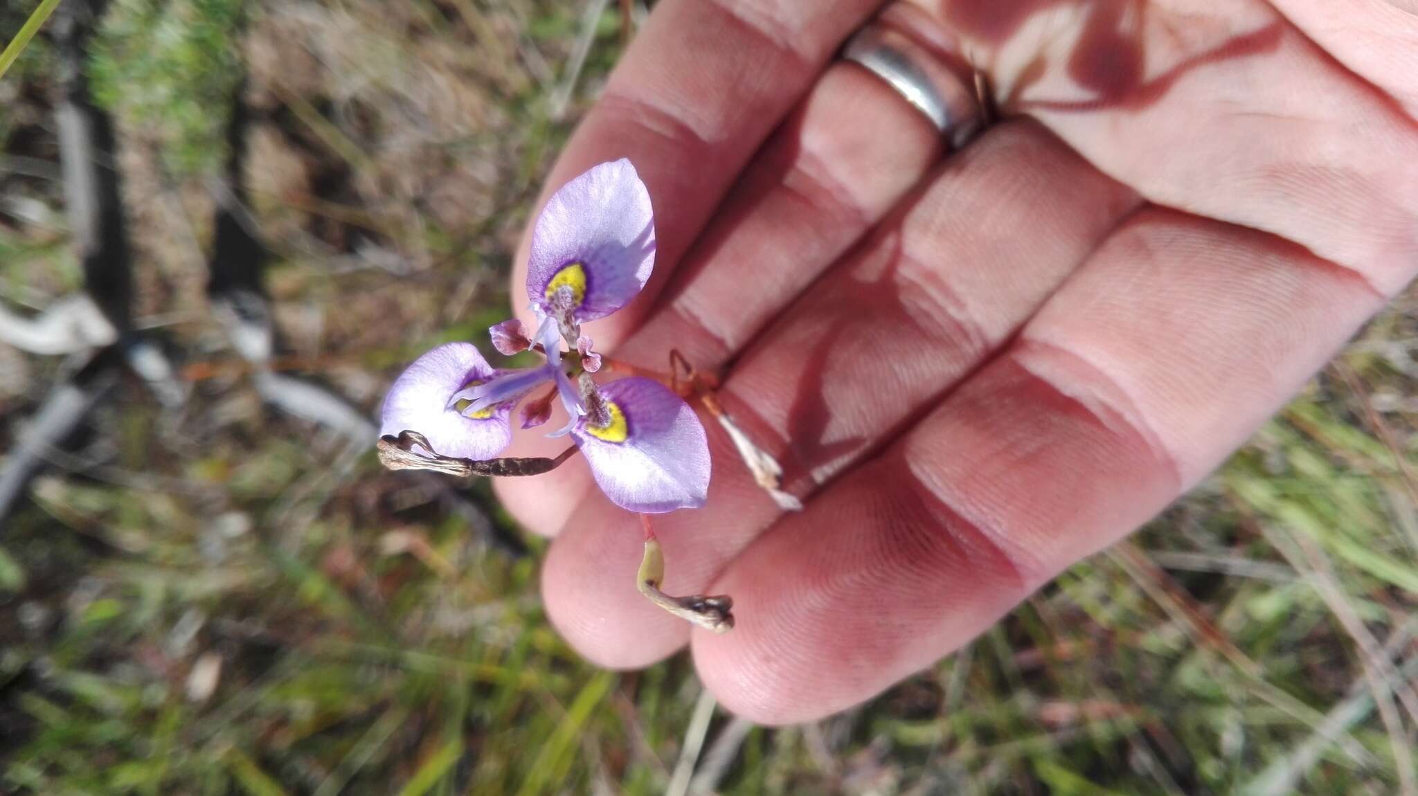 Слика од Moraea algoensis Goldblatt