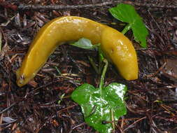 Image of California Banana Slug