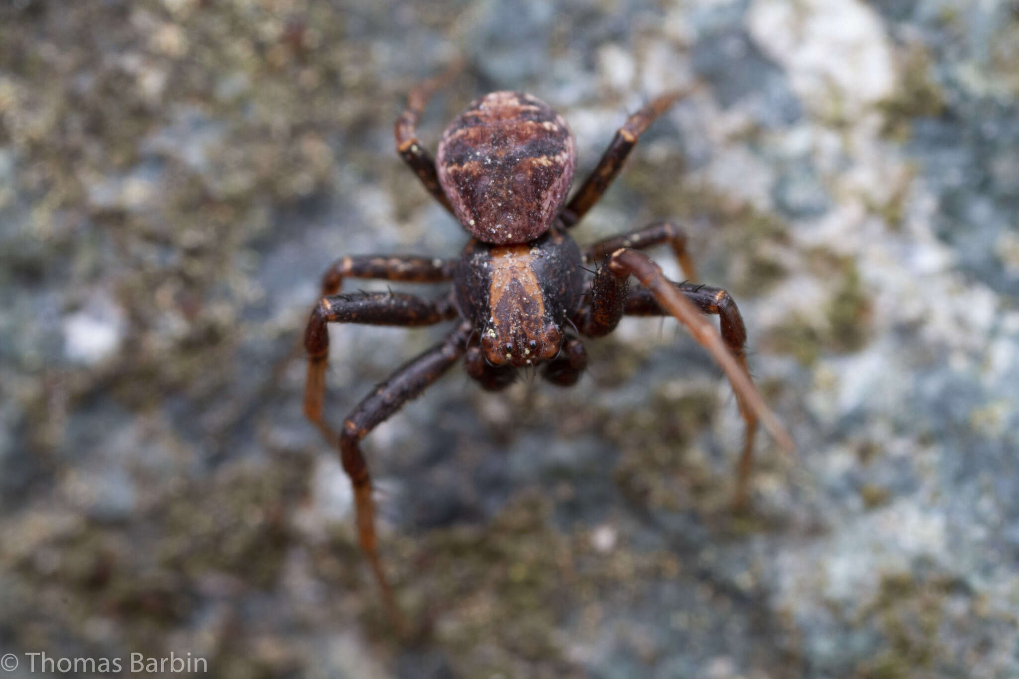 Image of Xysticus pretiosus Gertsch 1934