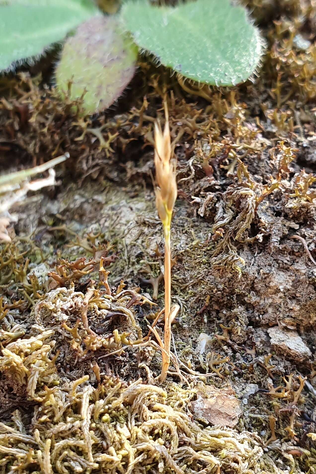 Image of early hair-grass