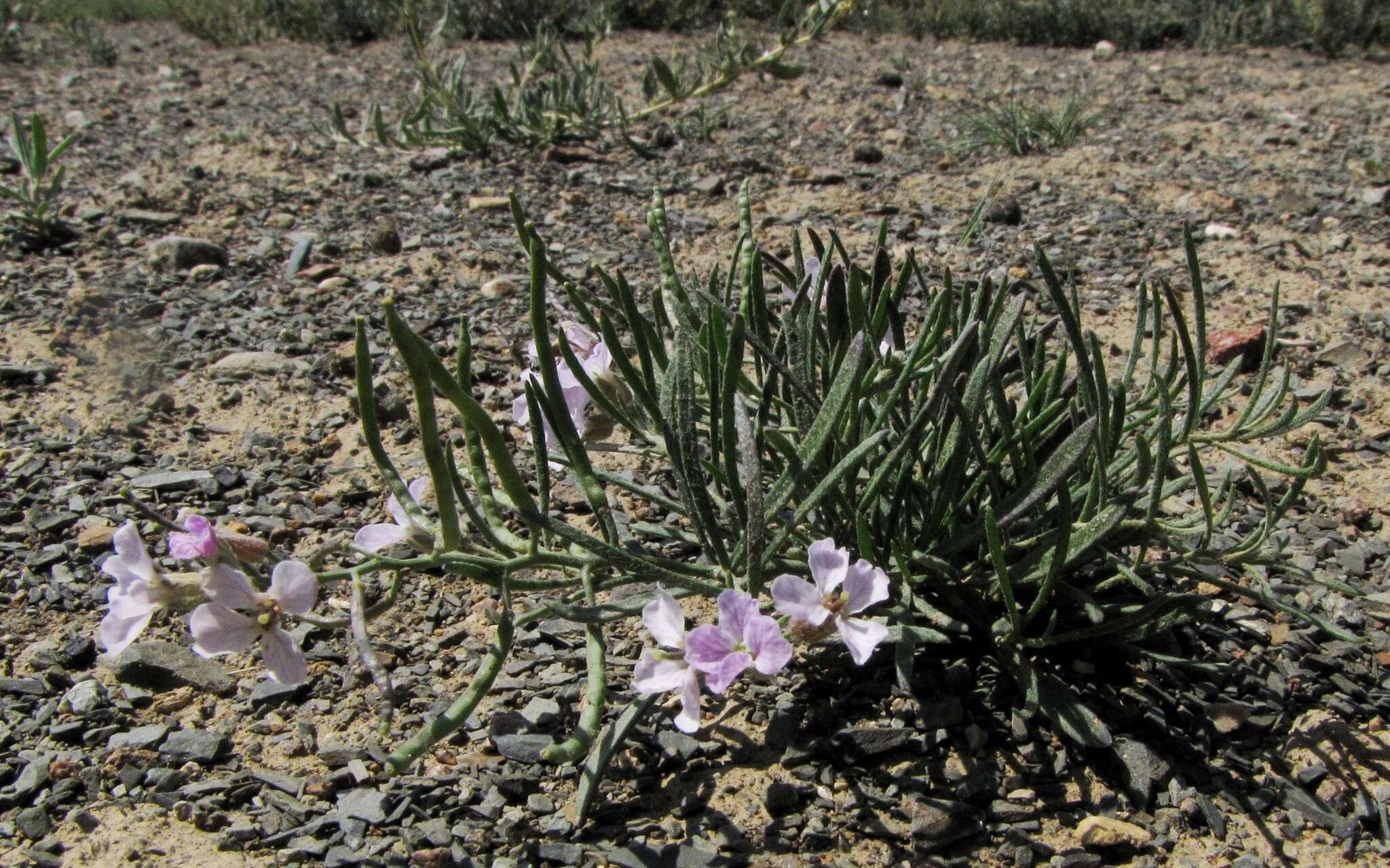 Imagem de Dontostemon perennis C. A. Mey.