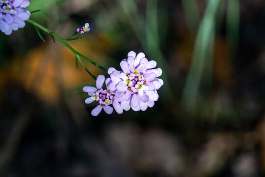 Imagem de Iberis linifolia subsp. linifolia