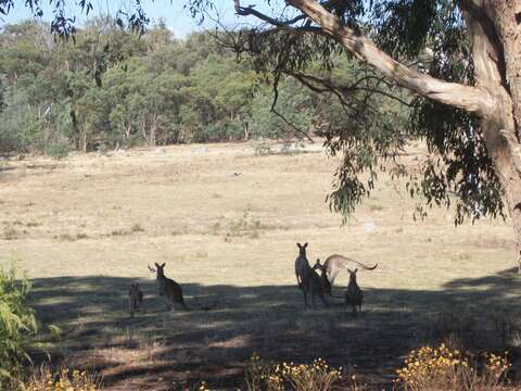 Image of kangaroo