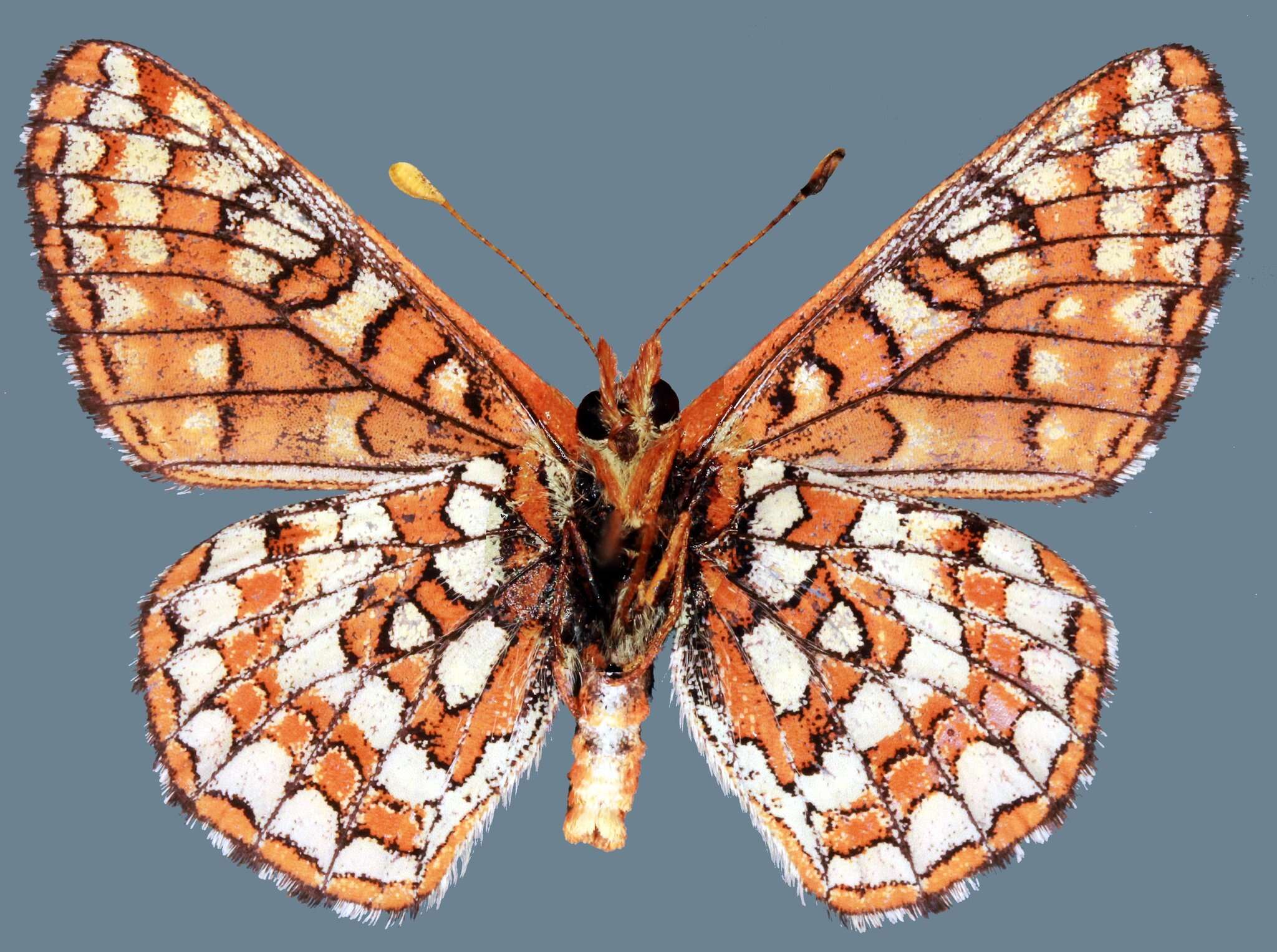 Imagem de Euphydryas editha lehmani Gunder 1929