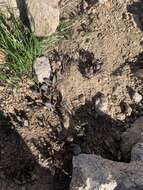 Image of Colorado ragwort