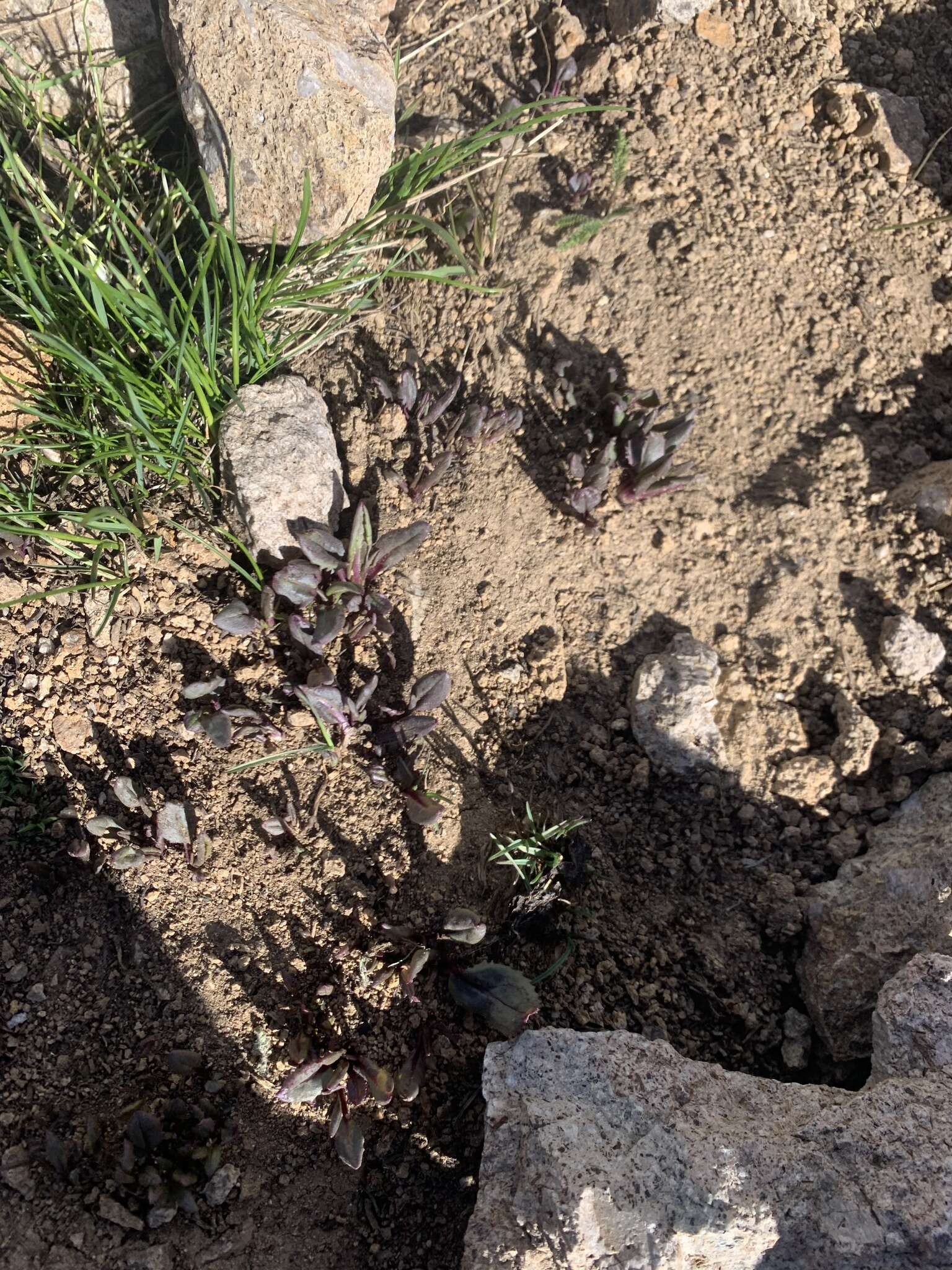 Image of Colorado ragwort