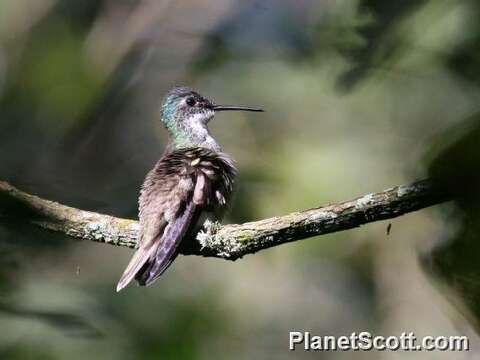 Image of Azure-crowned Hummingbird