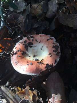 Image of Russula bicolor Burl. 1913