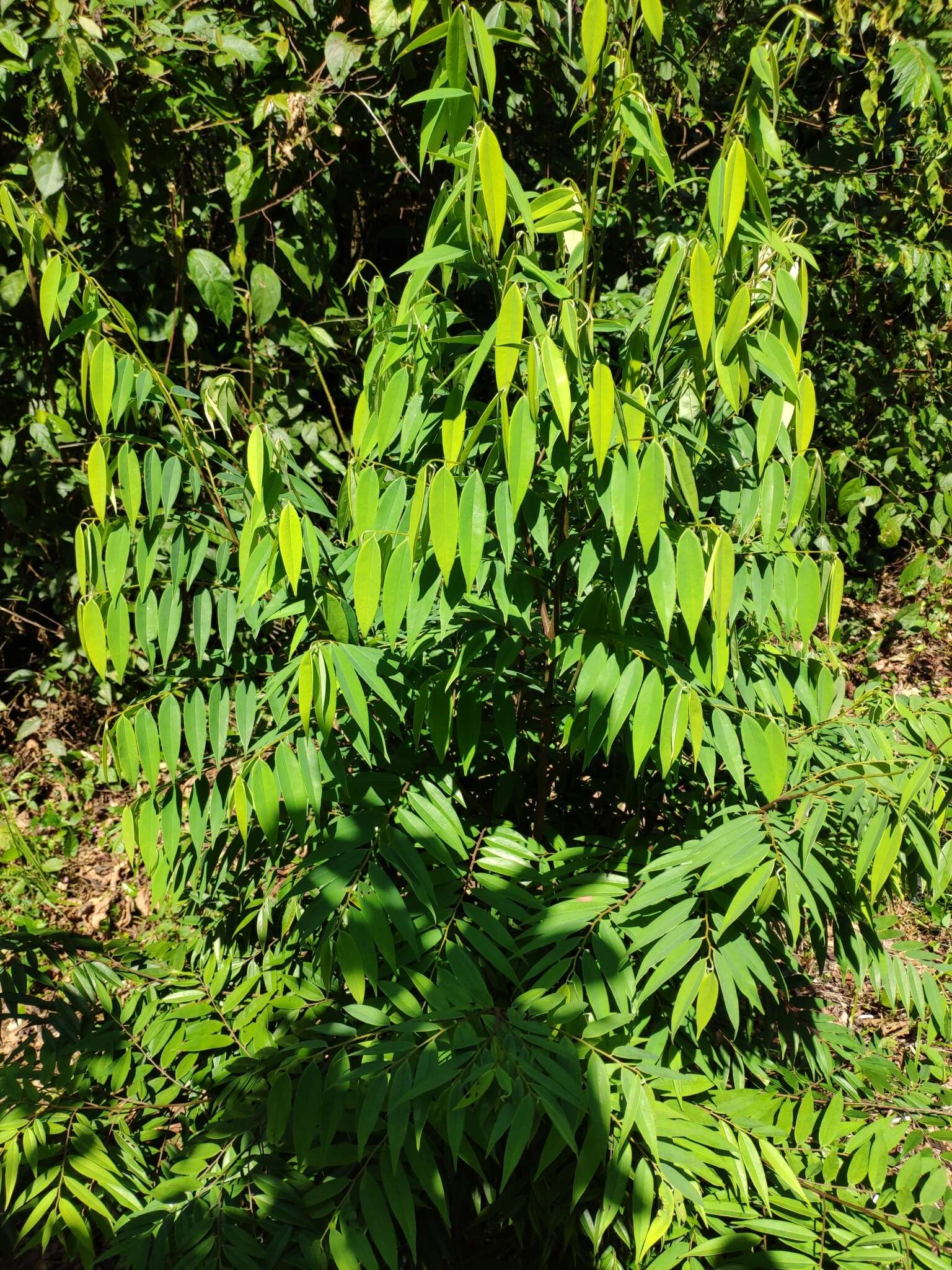 Sivun Xylopia aromatica (Lam.) Mart. kuva