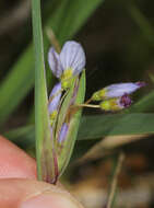 Image of white blue-eyed grass