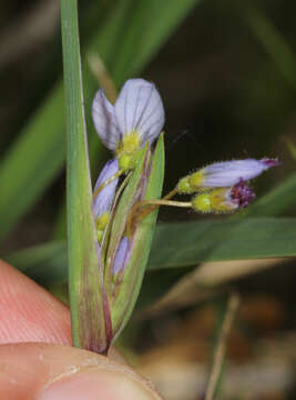 Image of white blue-eyed grass