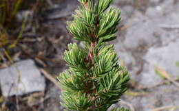 Image of Erica grisbrookii Guthrie & Bolus