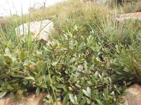 Image of Morella brevifolia (E. Mey. ex C. DC.) D. J. B. Killick