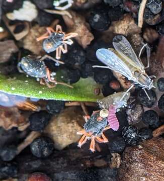 Image of winter grain mites