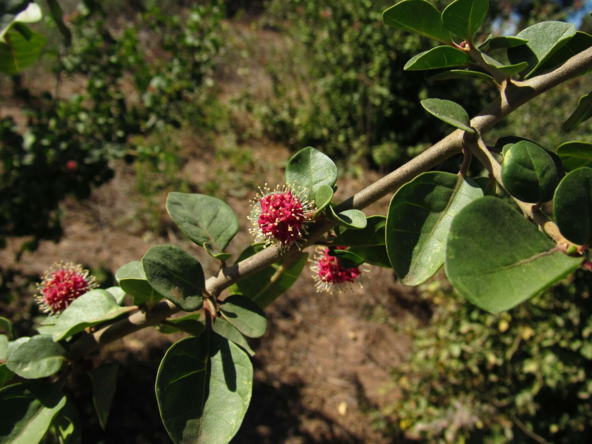 Image de Pisonia capitata (S. Wats.) Standl.