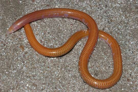 Image of Cuvier's Legless Skink