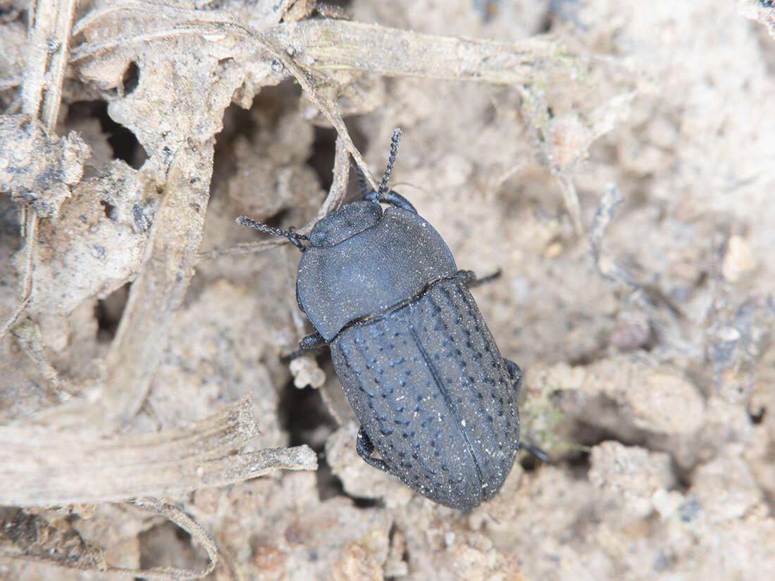 Image of Opatrum sabulosum (Linnaeus 1761)