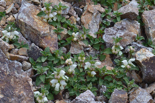 Image of Lamium tomentosum Willd.