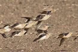 Image of Crowned Sandgrouse