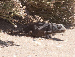 Image of Desert Chameleon