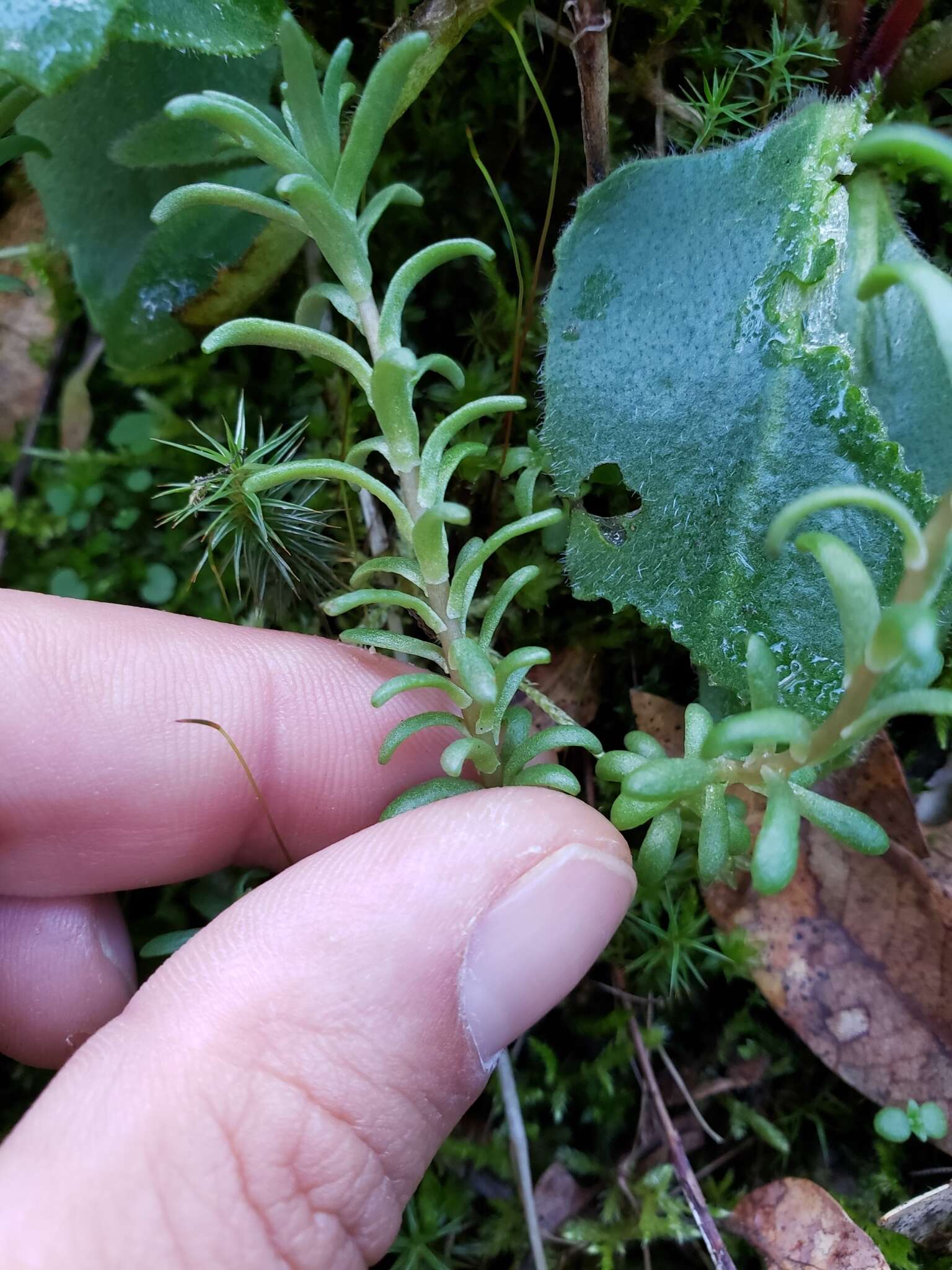 Image of Coast Range stonecrop