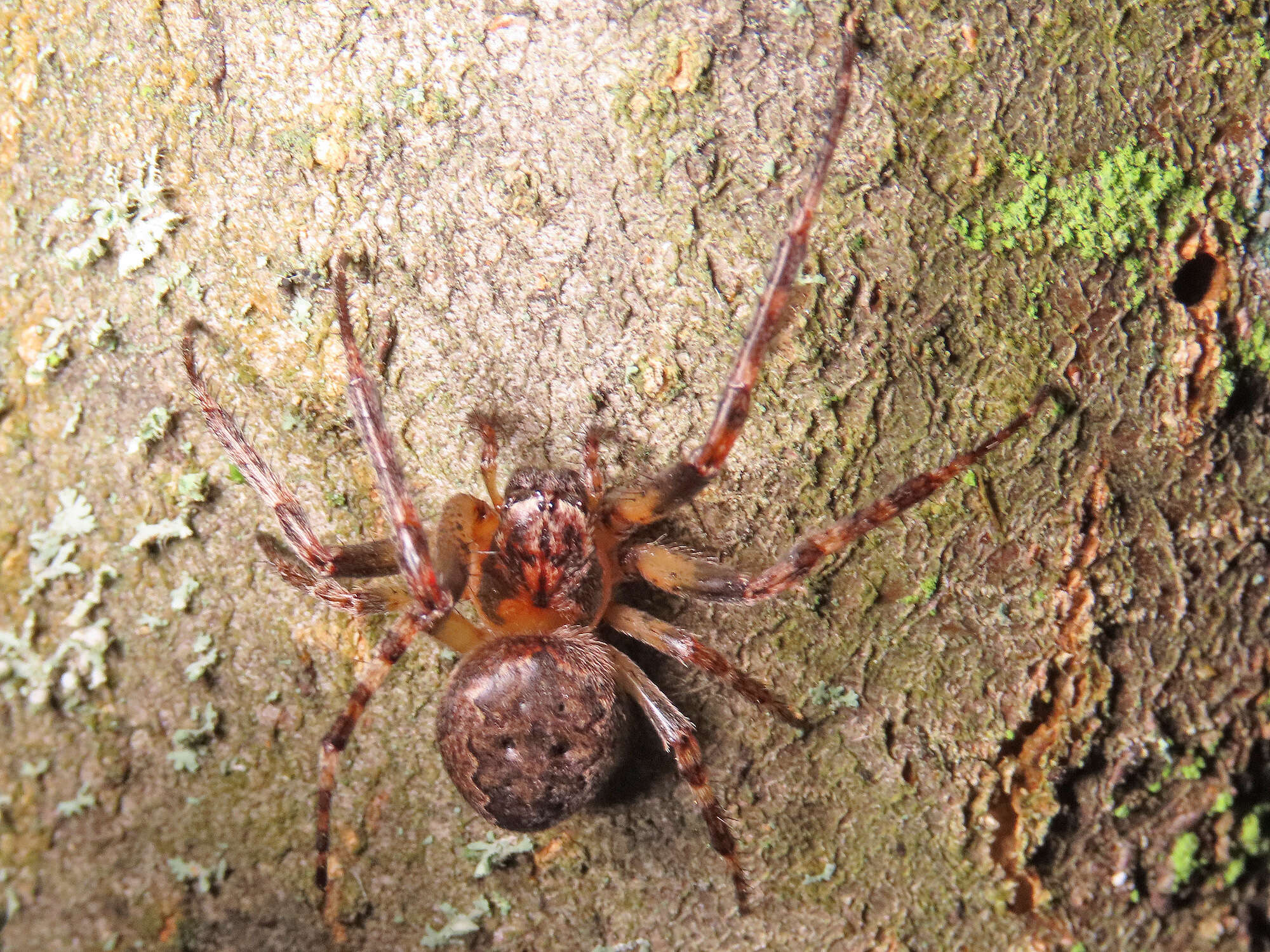 Image of Larinioides ixobolus (Thorell 1873)