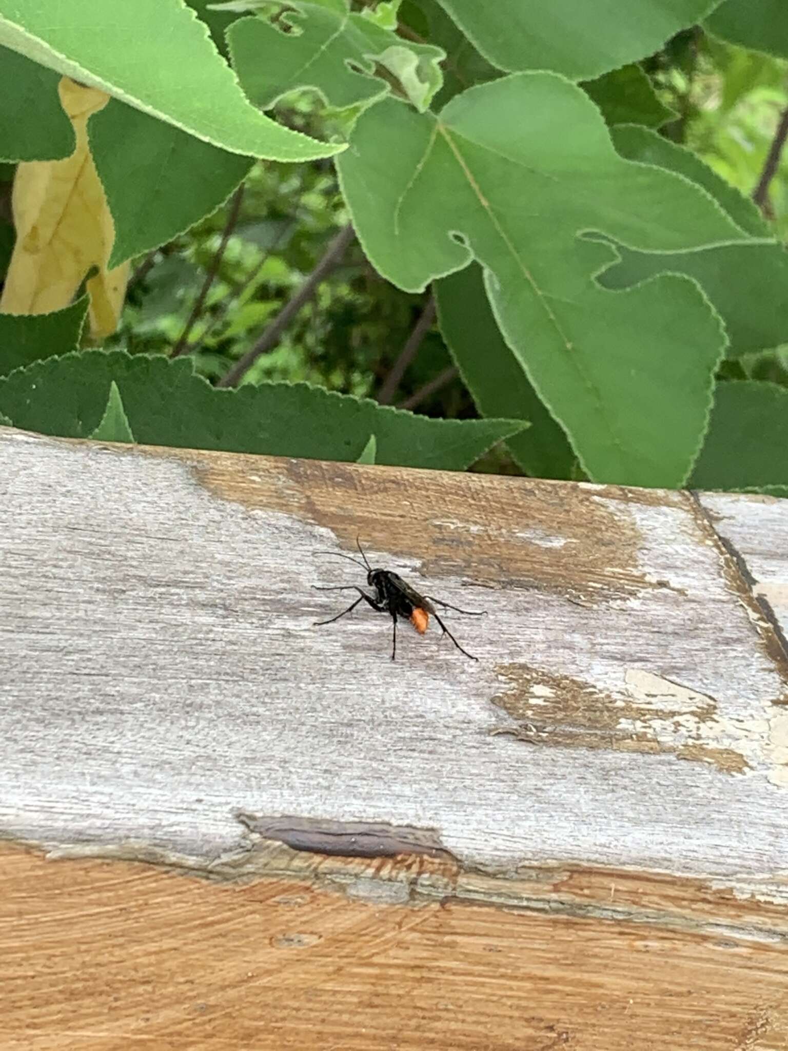 Image of Spider wasp