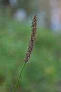 صورة Plantago maxima Juss. ex Jacq.