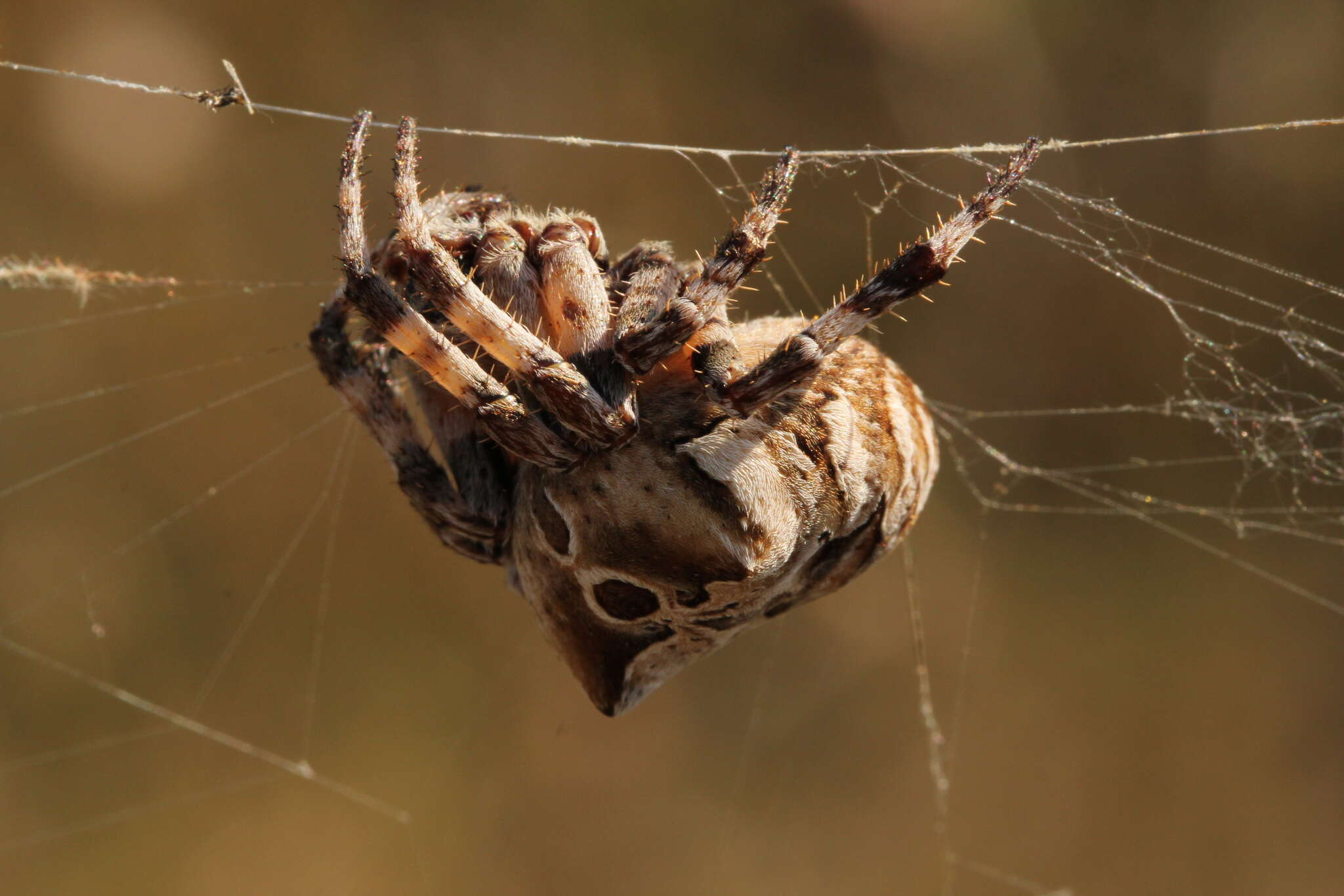 Image of Araneus grossus (C. L. Koch 1844)